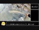 前回釣ったイトウの最大記録更新！