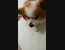 うちのワンコ（パピヨン）の顔のアップ