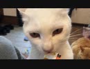 太ももに爪を立てる猛獣