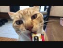 静かに食べる獣