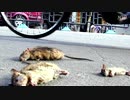 地獄の闇鍋！肺炎だけじゃない！中国を襲う数々の疫病！