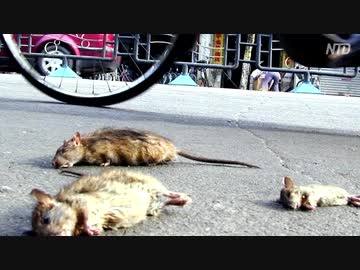 地獄の闇鍋！肺炎だけじゃない！中国を襲う数々の疫病！