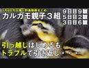 5月8日今日撮り野鳥動画まとめ　カルガモ親子３組　孵化後9日目＋３日目親子引っ越しチャレンジ＋2羽生き残り。