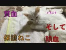 【保護ネコ】輸血をするいちごうその４