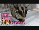 【修行】手乗りフクロモモンガを目指して