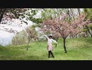 『柴わん』I meets you!! 踊ってみた『八重桜』
