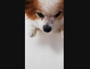 まったりするワンコ（パピヨン）7