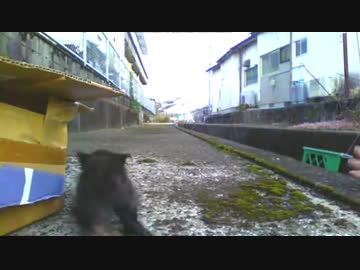 あずきの執事もドジだった