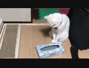 我が家の保護猫の一人遊び