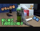 【参考動画】我が家のフクロモモンガはこんな感じ