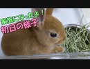 【新しい家族】初日のウサギさんが緊張ぎみで可愛い