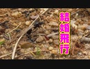 【アリの飼育記2冊目#7】アリが空へ羽ばたく日【クロナガアリ結婚飛行】Flying ants day.