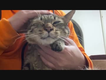 体調を崩した次男坊猫、ひとりきり定額甘え放題