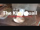 【The King Quail】ぴょんぴょんするウズラ ( bouncing quail 奔腾的鹌鹑 )
