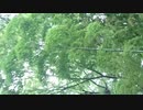 祝出演！TBSラジオ「ナイツのちゃきちゃき大放送」サンクスモニカ！SP!／ZATSUDANic　NATIVE