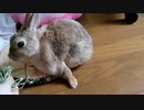 おやつが大好きなうさぎさんとお別れしました
