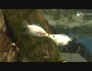 キスで闘う魚、キッシンググラミー(CV:上島竜兵)