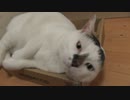 amazonの箱に丁度いい感じで猫が収まっていたのでアマギフにしようか少し悩んだｗ