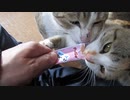 ねこねこ生活/21　ちゅう～の魔力！