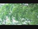 ソロ打ち上げ！祝出演TBSラジオ「ナイツのちゃきちゃき大放送」／ZATSUDANic　NATIVE