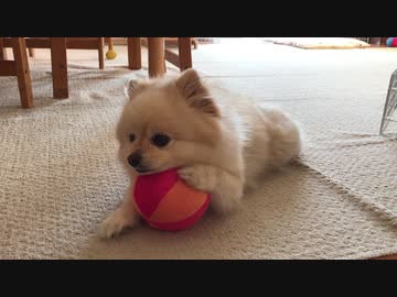 ボールにアゴ乗せ休みポメラニアンモモ