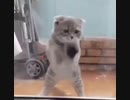 Kittien Dancing