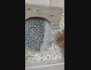 ハリケツ