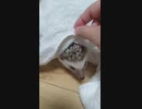 お風呂あがり