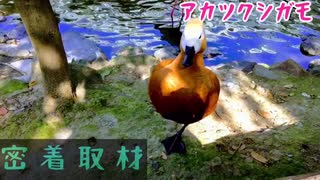 神戸どうぶつ王国にいるアカツクシガモに密着取材してみた