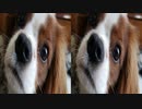 パク・ヨンハ　Signal　を自粛中の宅録にて歌ってみた。