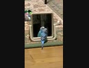 インコ「ソラちゃんは言いましたッ！」