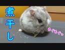 ハムスターに煮干しは好評ですよ！ Niboshi is popular with hamsters！ #44【ハムスター物語】