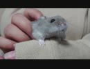 ハムスターと一緒に遊んでみたら動き過ぎていとまきまきになった Play with the hamster. #45【ハムスター物語】