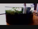 19.小型アクアリウム水槽（【ろ過装置】ZARUⅢ型リセット）