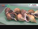 「北海道・食の王国」えりもの真つぶ
