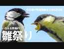 5月10日今日撮り野鳥動画まとめ　いろんな鳥の雛まつり
