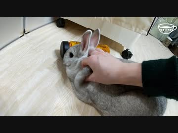 【うさぎ動画】うちのうさぎをモフってみたよ