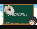 【ゆっくり解説】犬種６：ポメラニアン