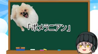 【ゆっくり解説】犬種６：ポメラニアン