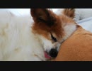 すやすや寝ているワンコ（パピヨン）