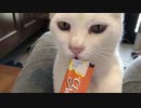 エネルギッシュな食事風景