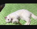 我が家の保護猫がじゃらされているだけ