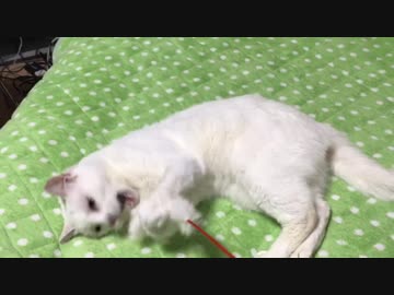 我が家の保護猫がじゃらされているだけ