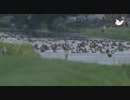 クラスカラス撃退レーザーポインター