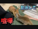 【喧嘩】ウサギとミーアキャットのコラボがまさかの展開に