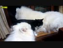 【予告編】犬と猫（短ーい動画）