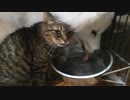 水を飲む猫とお構いなしのサモエド
