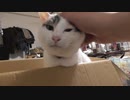 ダンボールでにゃん気筒エンジン全開の猫