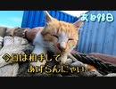 いじめっ子の存在を気にしながらの猫じゃらし【野良猫の保護まであと98日】