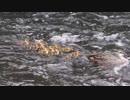 カルガモ親子スパルタ教育　急流上り０２